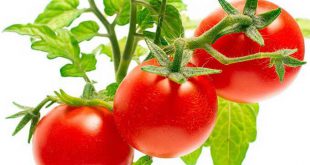 Посадка томатов на рассаду в 2021 году благоприятные дни